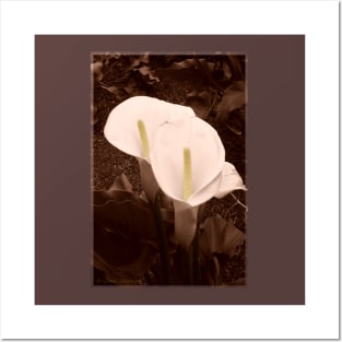 Sepia Calla Lily Pair Posters and Art